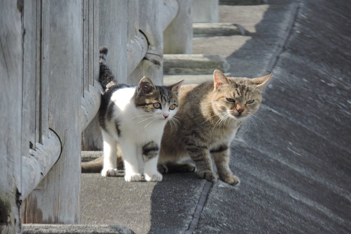 港町の癒し　野良猫編