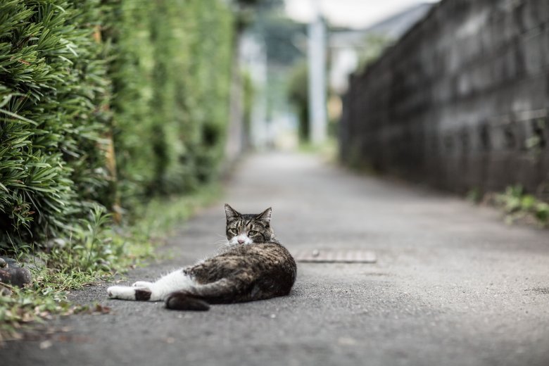 猫に会える町　用宗